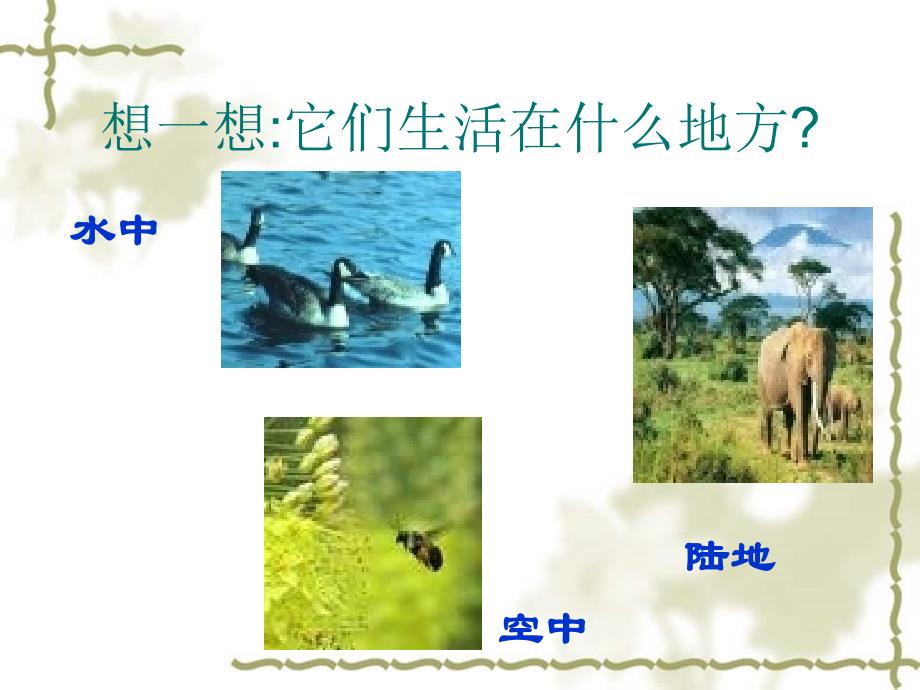 科学：51艳丽多姿的生物（华师大七年级上）_第2页