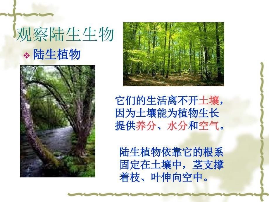 科学：51艳丽多姿的生物（华师大七年级上）_第5页