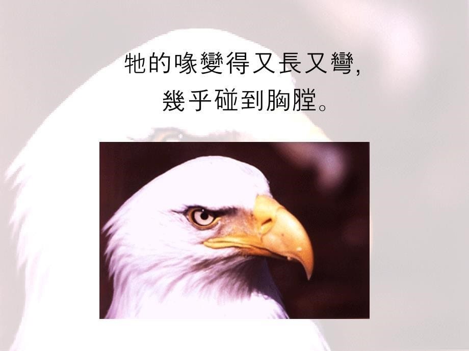 科学家研究过老鹰的一生.ppt_第5页