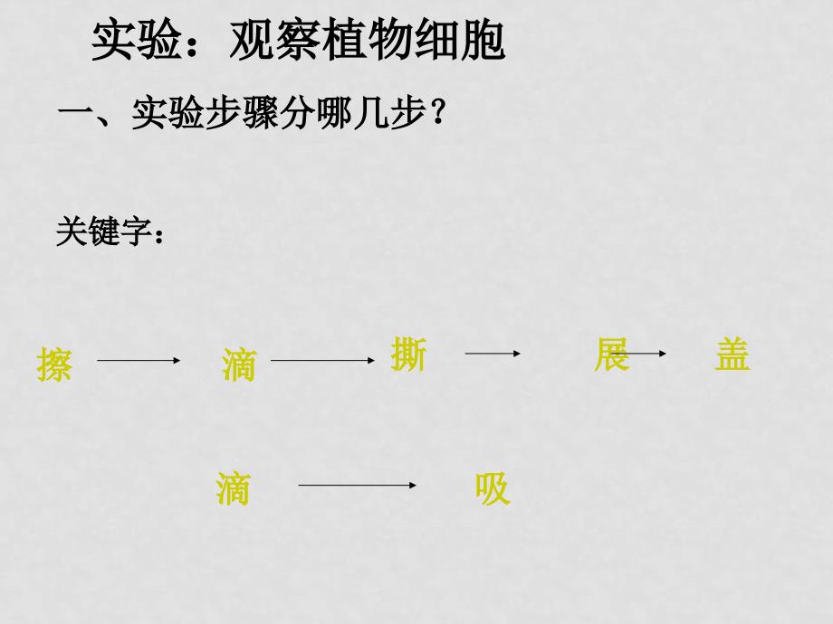 七年级生物上：第二单元第一章第二节 观察植物细胞 课件(6)(人教新课标版)_第1页