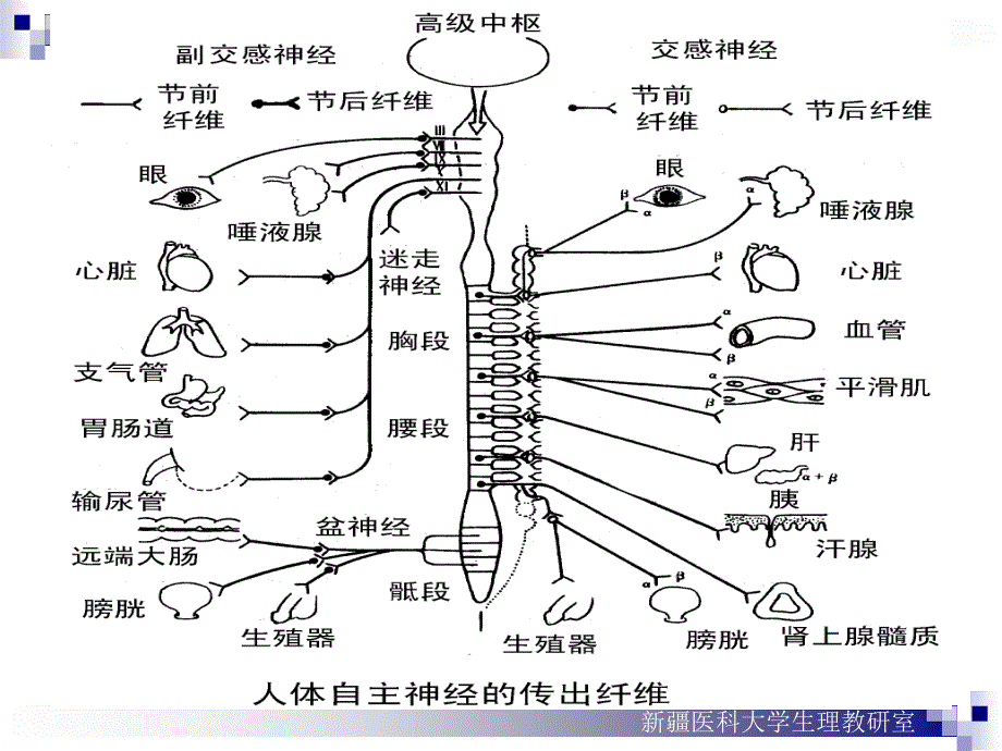 神经系统对内脏活动调节4_第4页