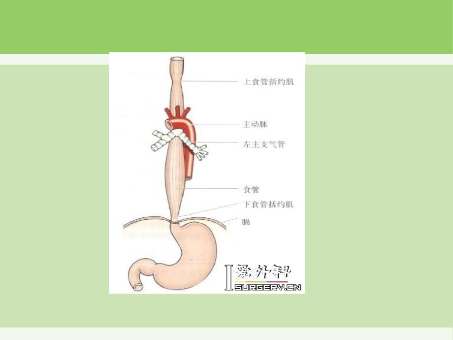 食道癌护理查房PPT_第4页