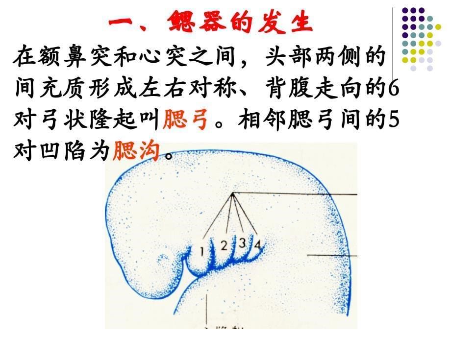 《组织学与胚胎学》教学课件：22-23章 颜面形成和消化呼吸系统的发生_第5页