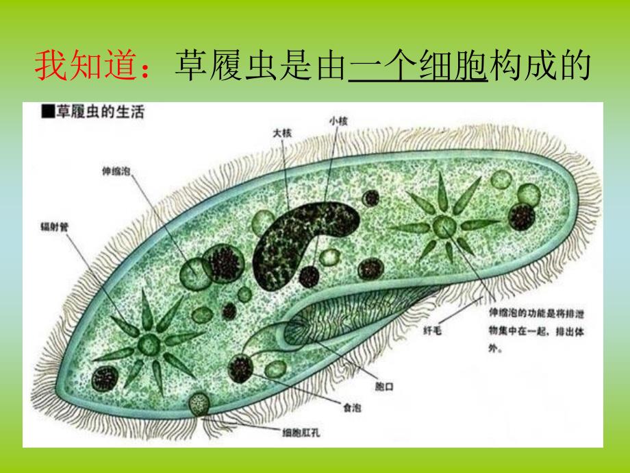 青岛版科学六下细胞课件4_第4页