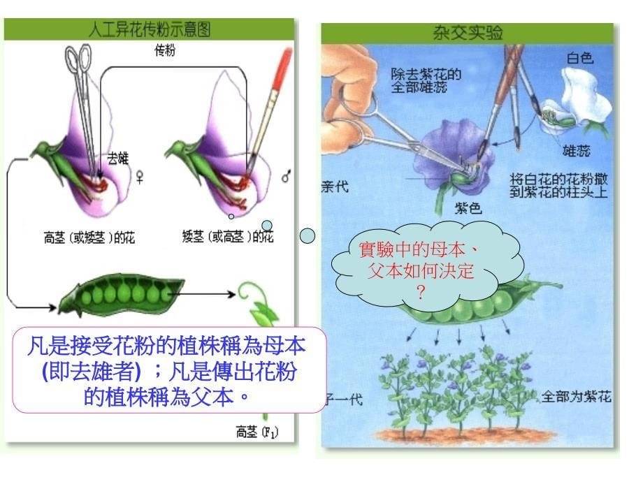 生物遺傳的基本定律_第5页