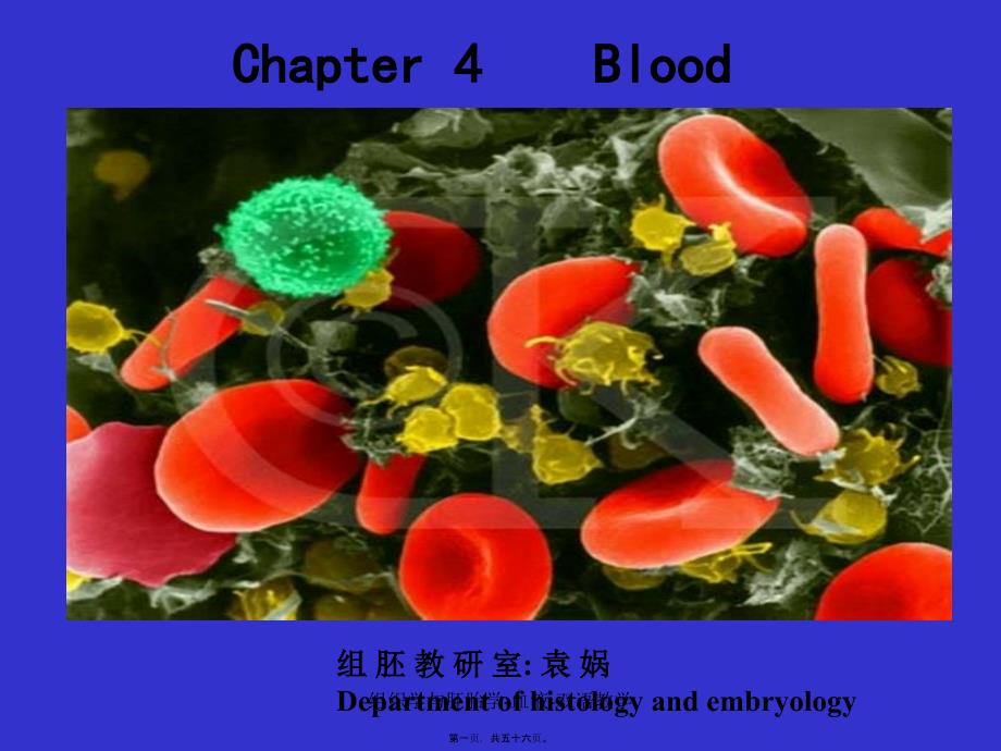 组织学与胚胎学-血液-双语教学课件_第1页