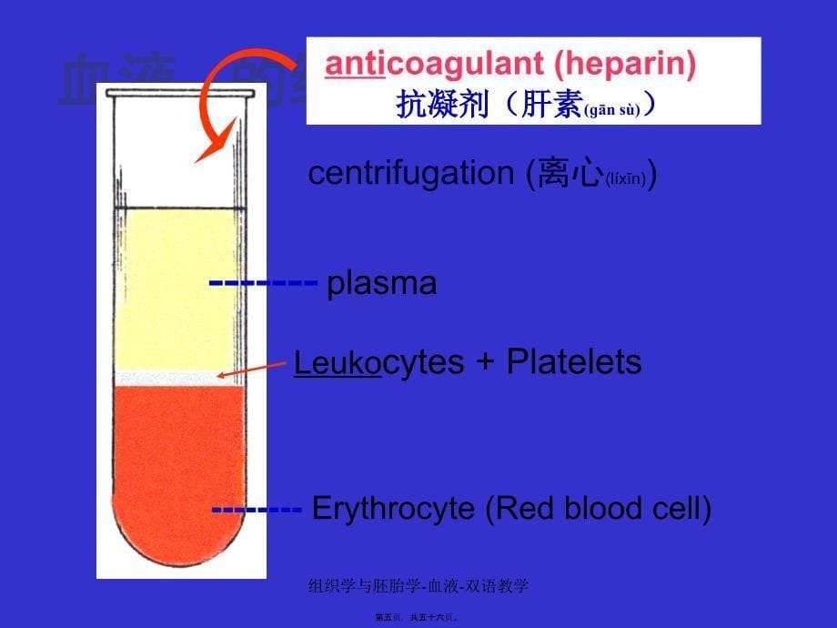 组织学与胚胎学-血液-双语教学课件_第5页