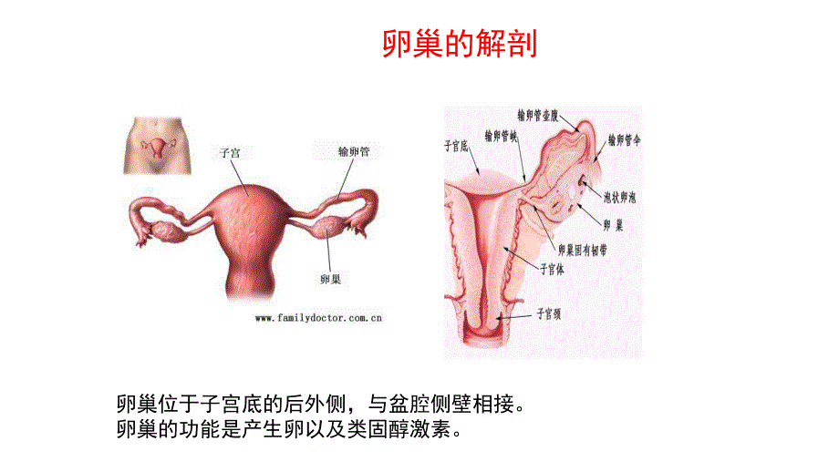 腹腔镜下卵巢囊肿剥除术配合_第3页