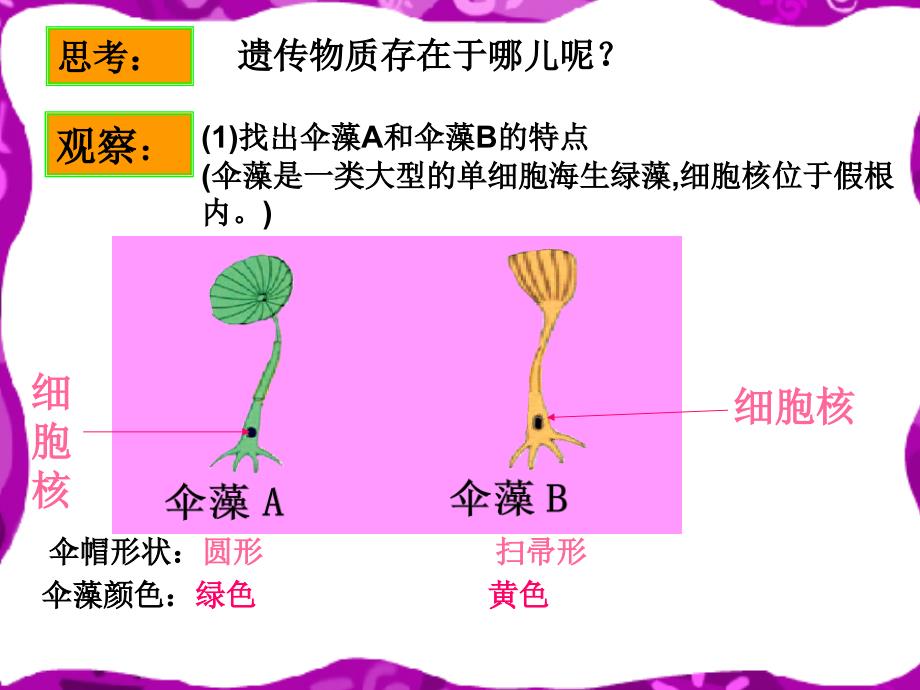 济南版生物八第一节 遗传的物质基础ppt课件之三_第3页