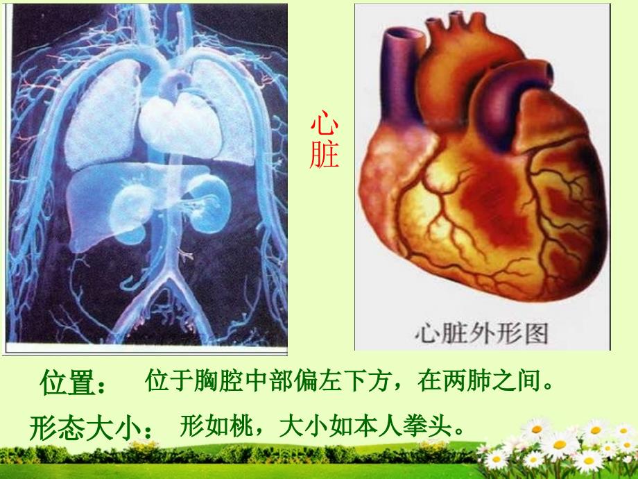 第三节输送血液的泵心脏_第2页