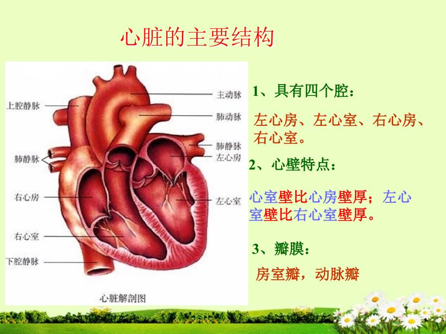 第三节输送血液的泵心脏_第4页