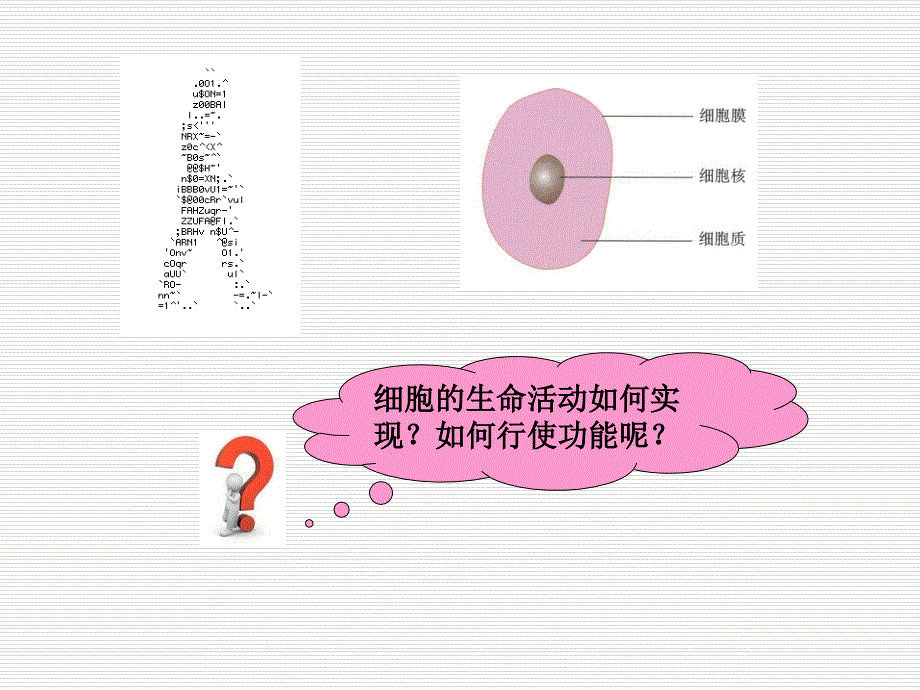 组织胚胎学：细胞_第3页