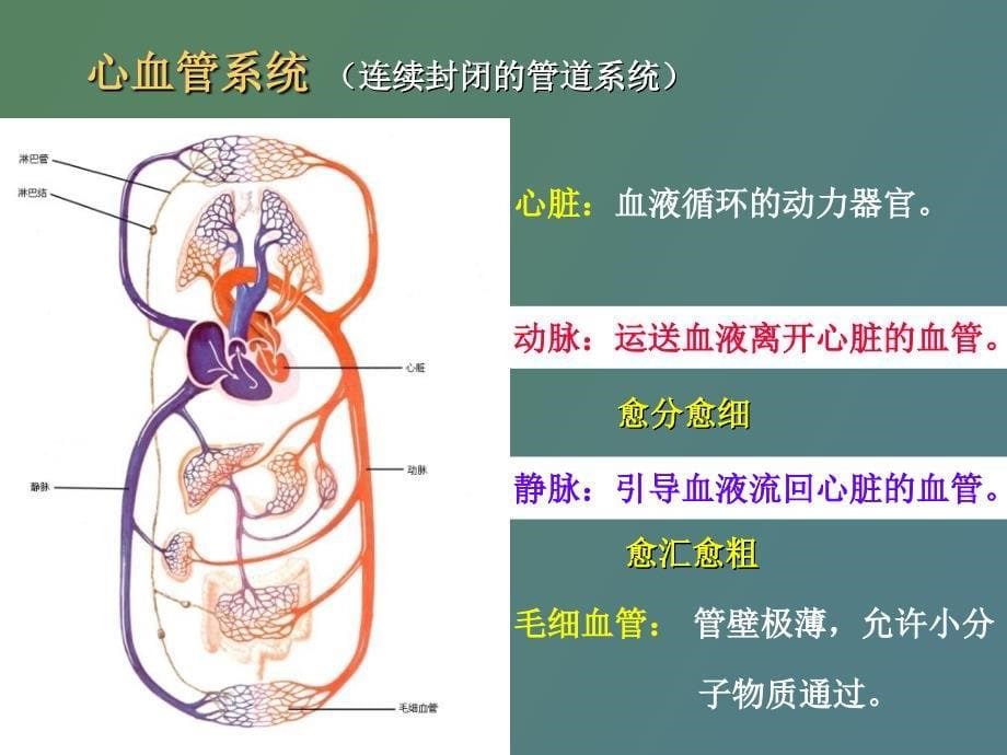 生理课件心动脉静脉_第5页