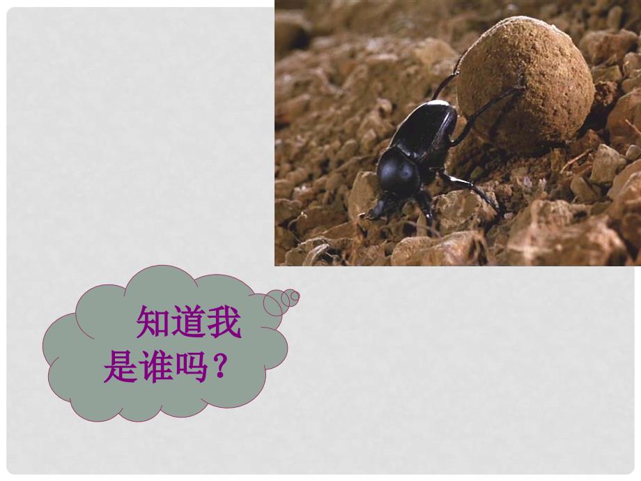 江苏省太仓市第二中学八年级生物下册 1.3 生物对环境的影响课件 人教新课标版_第2页