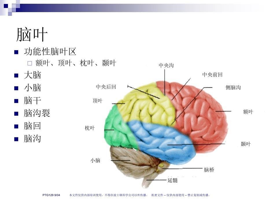 人脑和脑血管解剖分析 (NXPowerite)_第5页