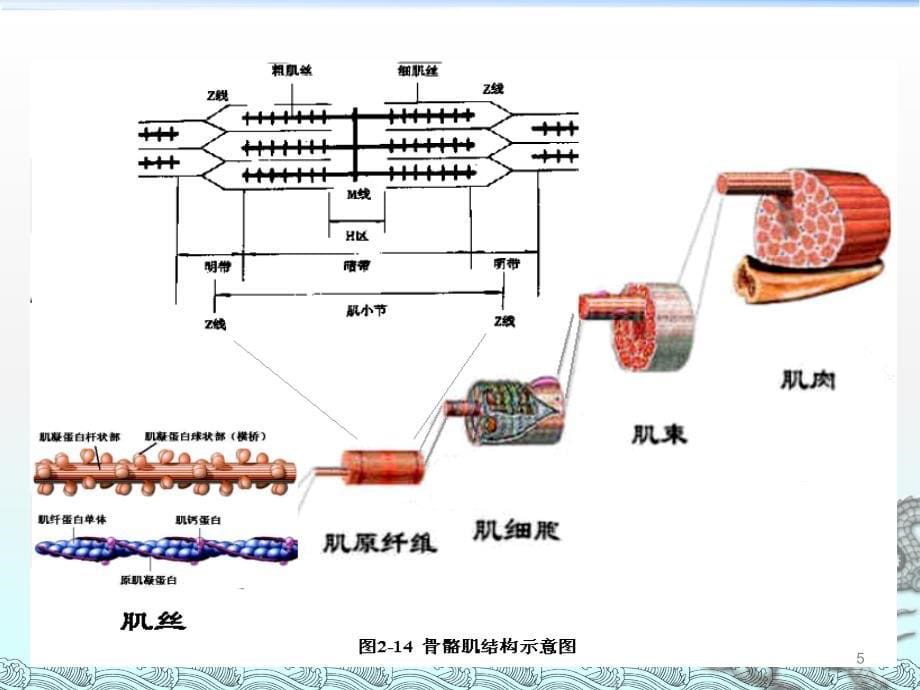 骨骼肌的兴奋收缩耦联ppt课件_第5页