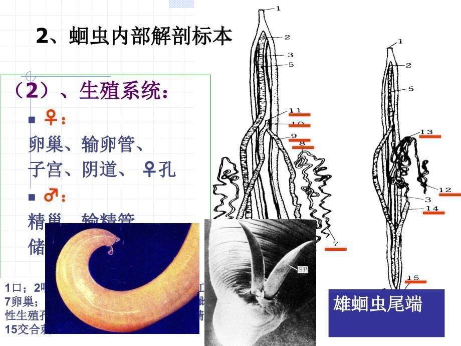 动物学实验教案4蛔虫寄生蠕虫_第5页