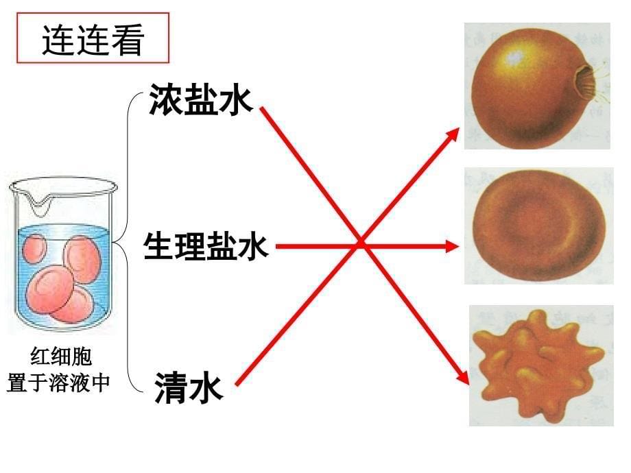 物质出入细胞的方式_第5页