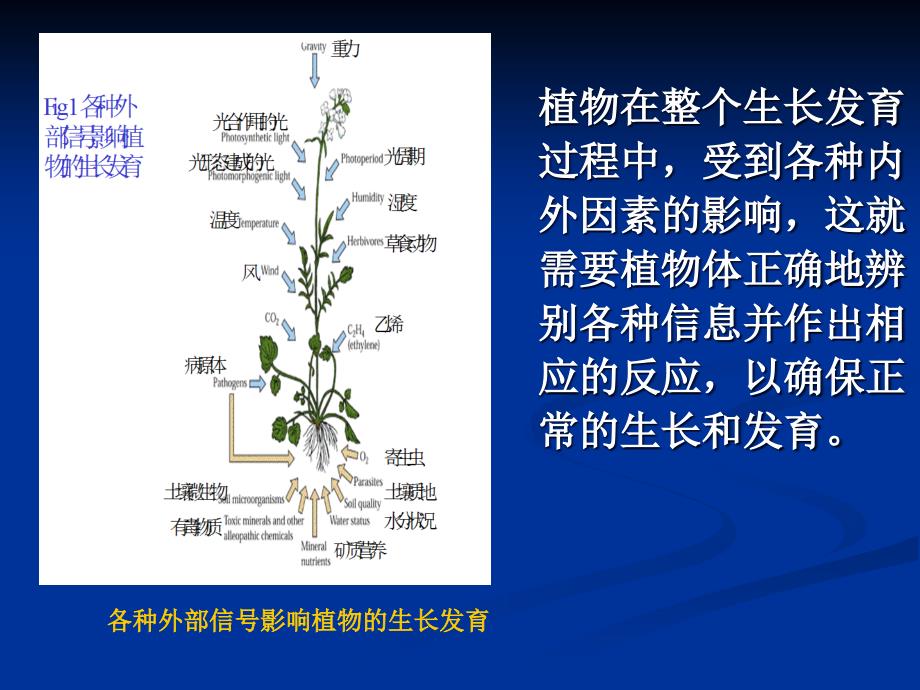 植物生理学信号转导_第2页