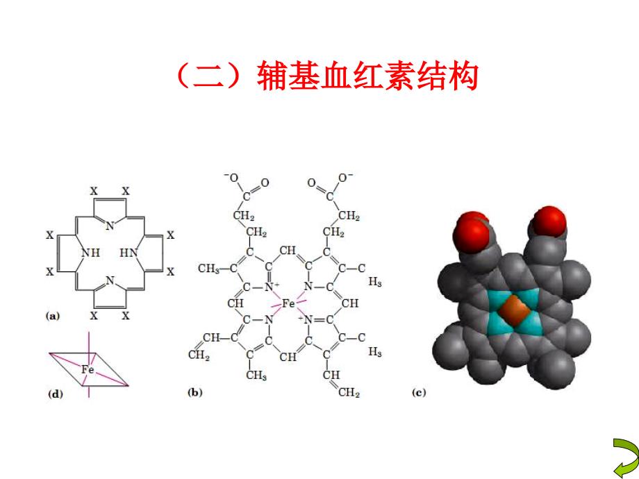 蛋白质化学-蛋白质分子结构与功能的关系_第4页