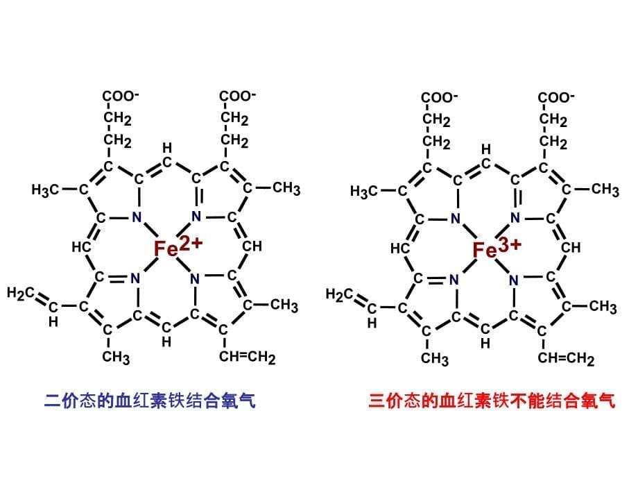 蛋白质化学-蛋白质分子结构与功能的关系_第5页