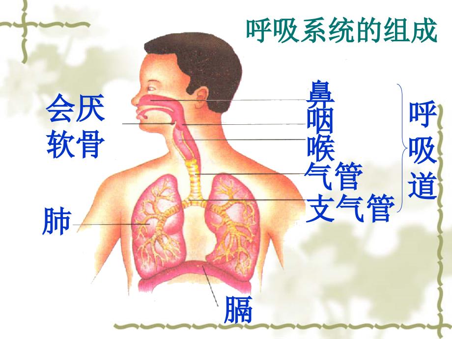 人教版七年级下生物使用第三章第一节呼吸道对空气的处理课件1_第2页