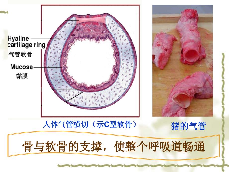 人教版七年级下生物使用第三章第一节呼吸道对空气的处理课件1_第3页