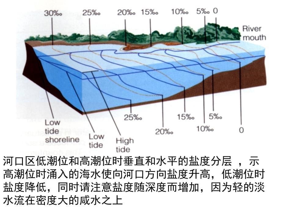 水域生态学：08 河口和海洋生态系统_第5页