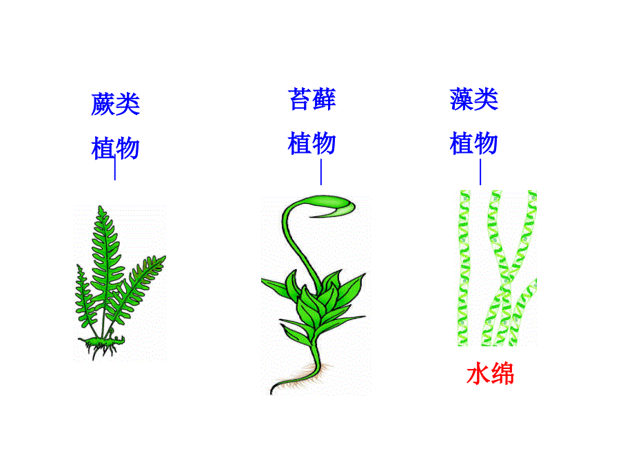 初中生物总复习植物_第1页