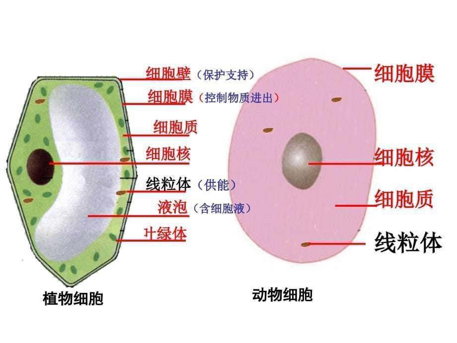 初中生物总复习植物_第5页