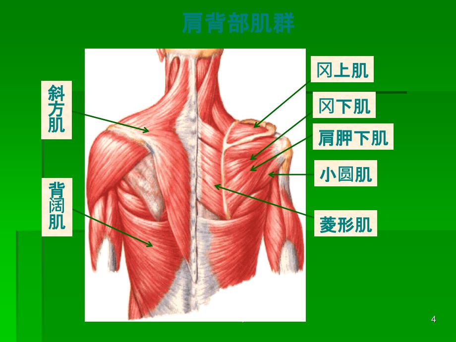 肩部损伤ppt课件_第4页