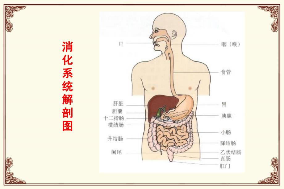 消化道用药课件_第2页