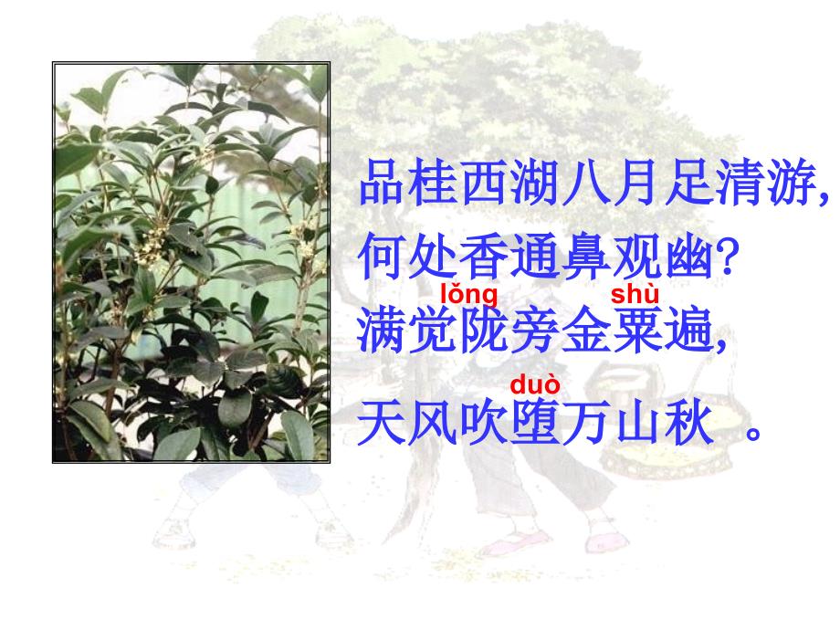 人教版小学语文课件《桂花雨》_第3页