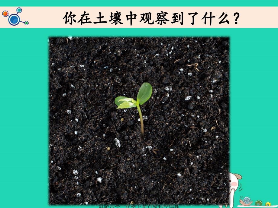 最新二年级科学上册1.2土壤动植物的乐园课件教科版教科版小学二年级上册自然科学课件_第4页