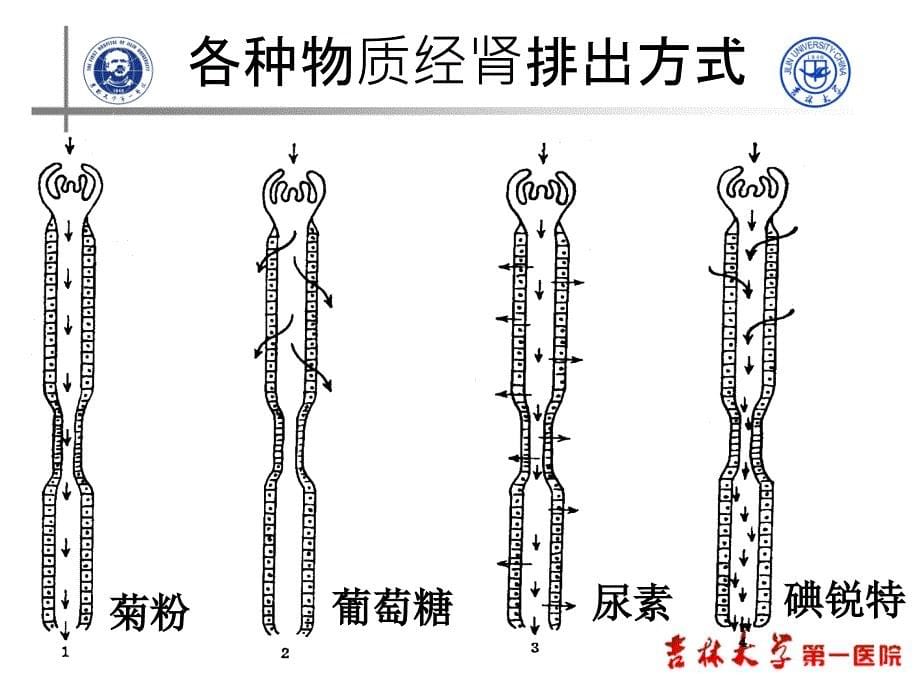 实验诊断一院检验肾功能070346_第5页