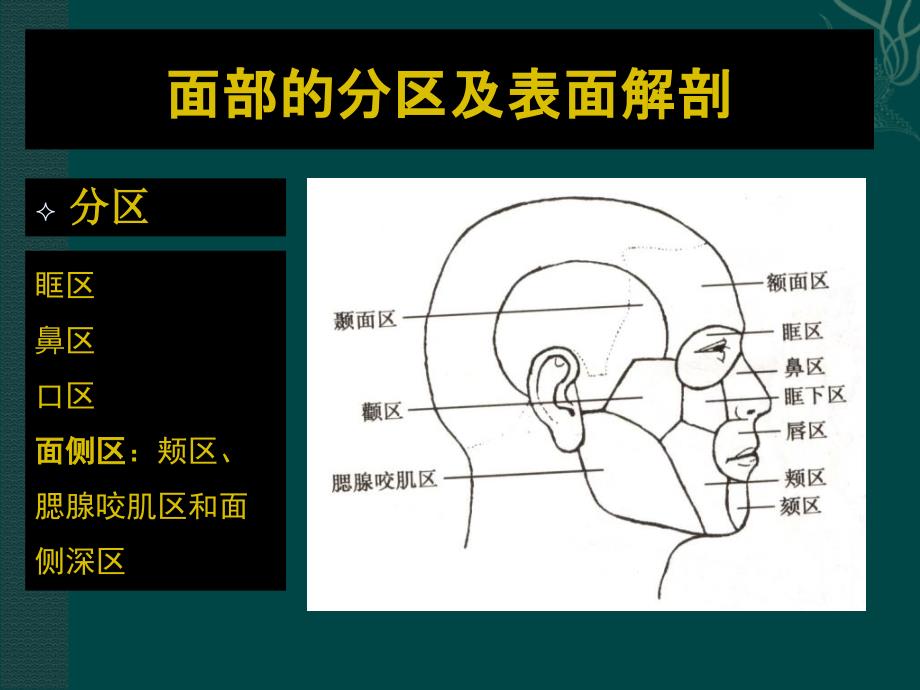 面部局部解剖ppt课件_第3页