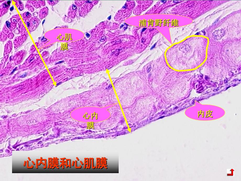 心血管系统解剖学_第4页