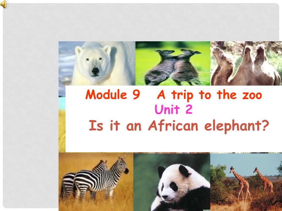 浙江省海盐县七年级英语 Module 9 Unit 2 Is it an African elephant课件 人教新目标版_第1页