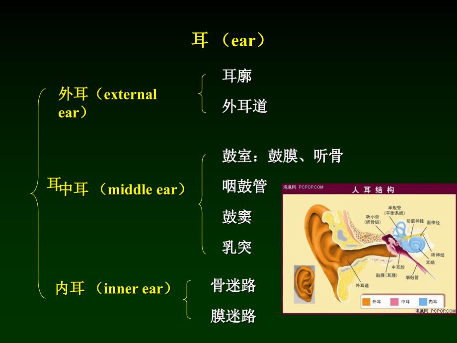 耳鼻咽喉科学解剖生理鼻部疾病.ppt_第4页