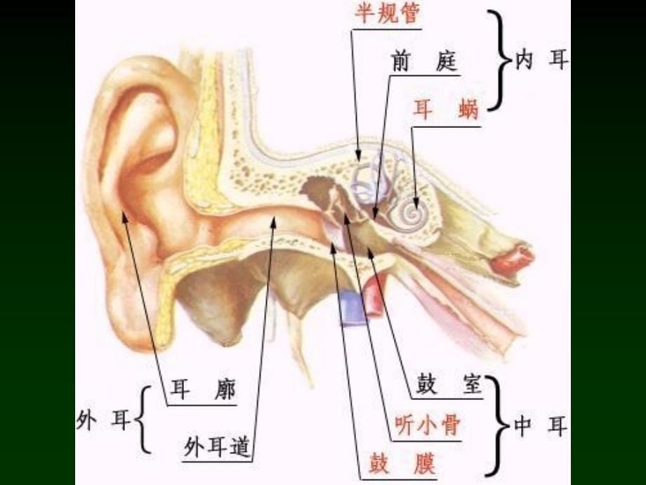 耳鼻咽喉科学解剖生理鼻部疾病.ppt_第5页