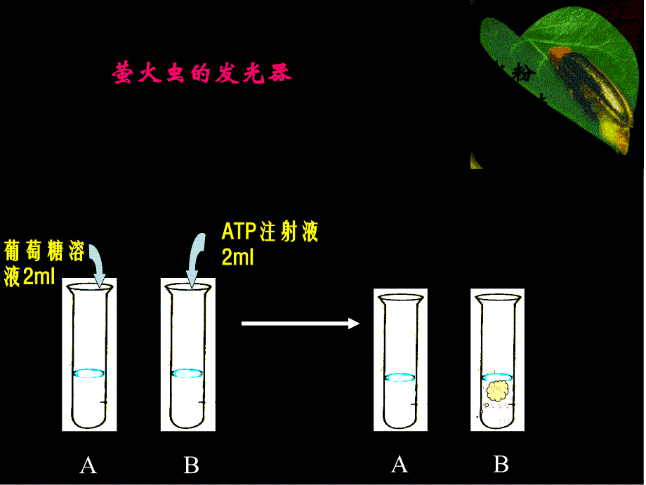 ATP-细胞的能量通货课件_第2页