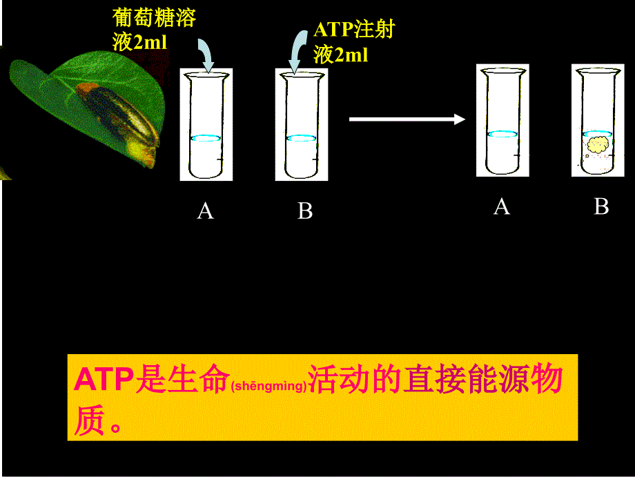 ATP-细胞的能量通货课件_第3页