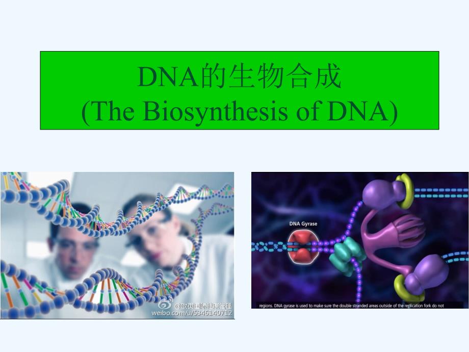 DNA的生物合成ppt课件_第1页