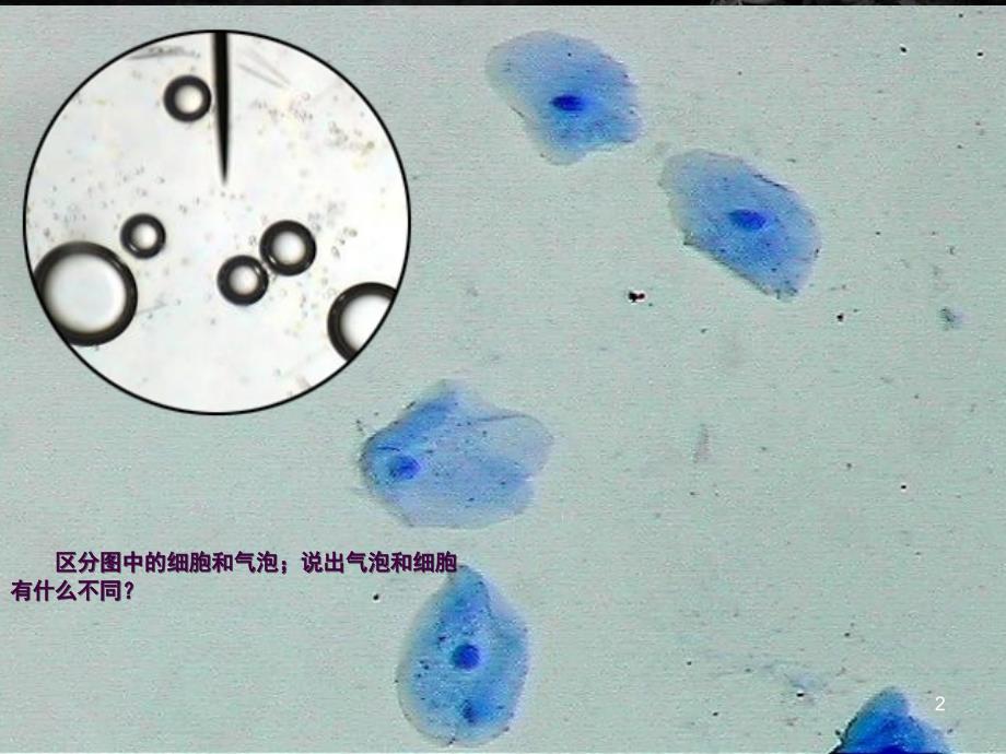 细胞膜系统的边界ppt课件_第2页