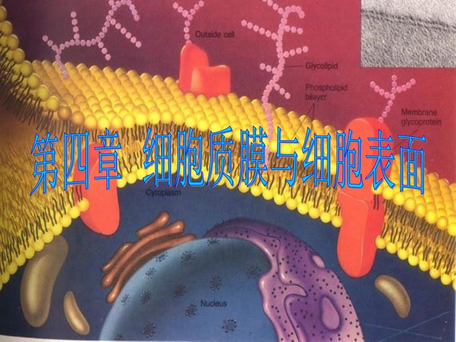 细胞膜及其表面结构_第1页