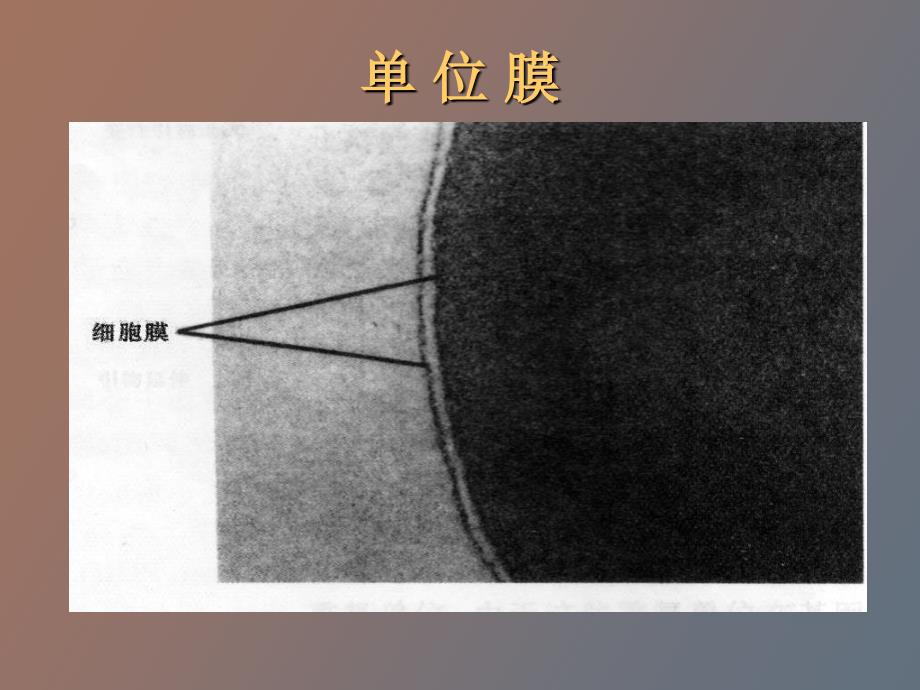 细胞膜及其表面结构_第3页