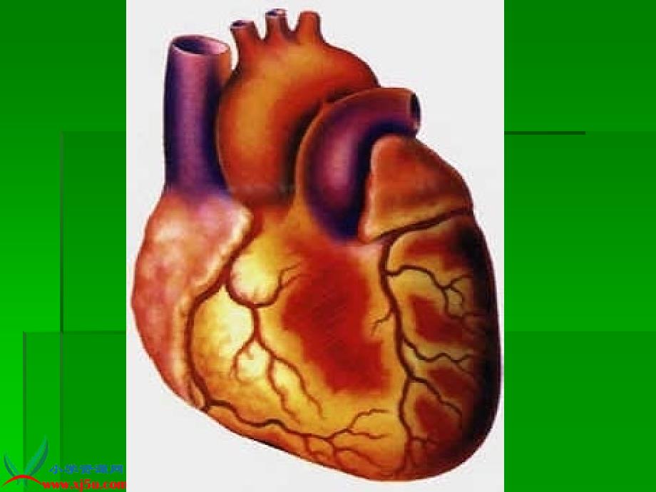 青岛版小学科学心脏和血管教学课件_第4页