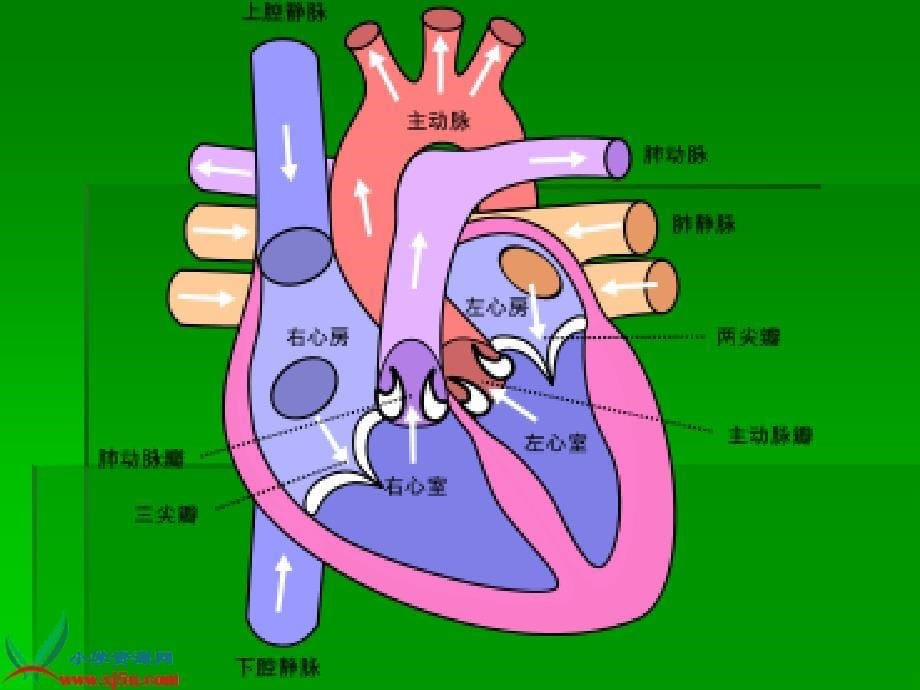 青岛版小学科学心脏和血管教学课件_第5页