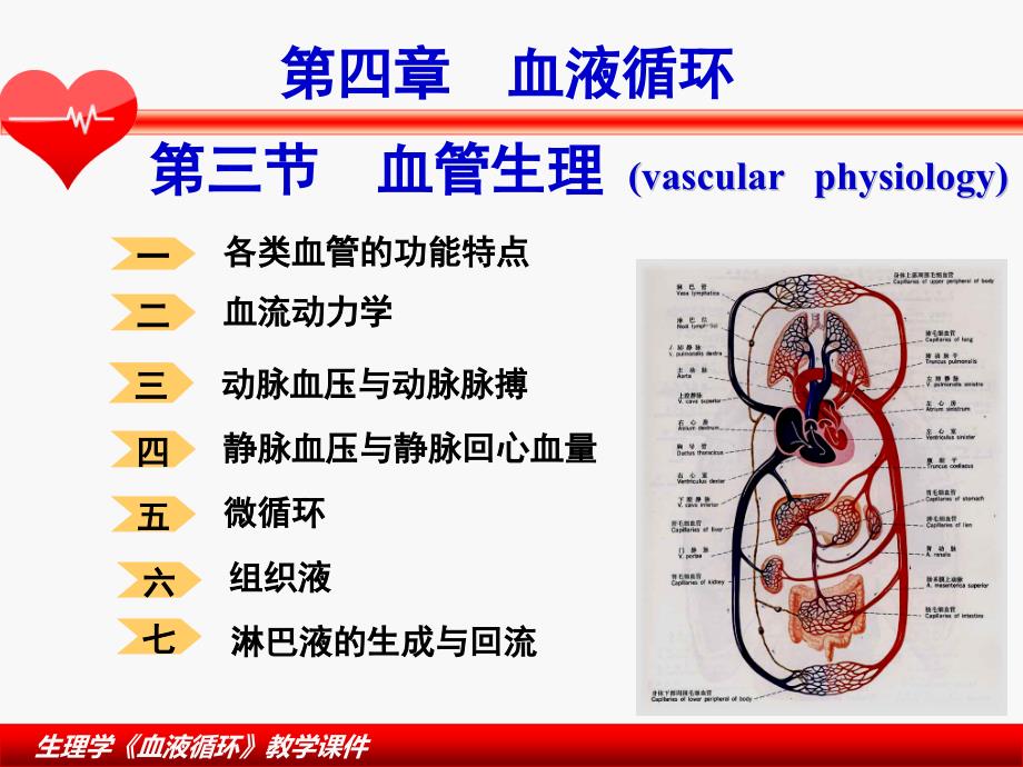 血液循环生理学3_第2页