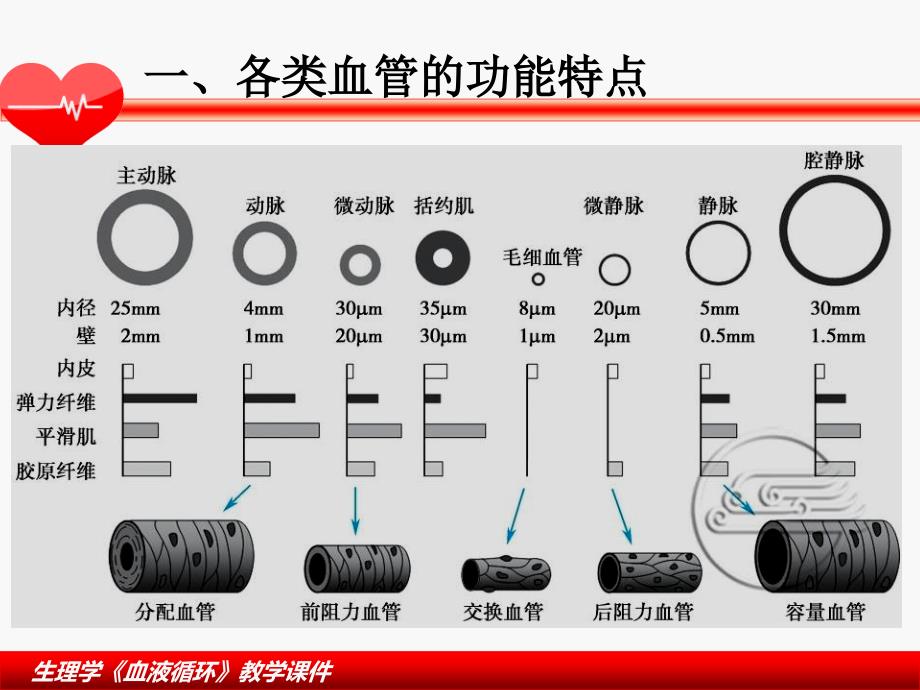 血液循环生理学3_第3页